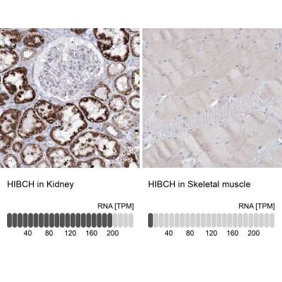 Immunohistochemistry-Paraffin: HIBCH Antibody [NBP1-85891] - Staining in human kidney and skeletal muscle tissues using anti-HIBCH antibody. Corresponding HIBCH RNA-seq data are presented for the same tissues.