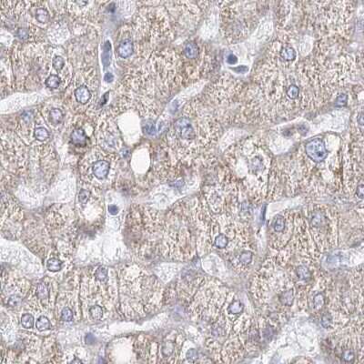 Immunohistochemistry-Paraffin: HIBCH Antibody [NBP1-85891] - Staining of human liver.