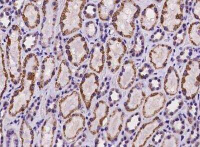 Immunohistochemistry-Paraffin: HIBCH Antibody [NBP3-06399] - Staining of human HIBCH in human kidney with rabbit polyclonal antibody at 1:100 dilution.