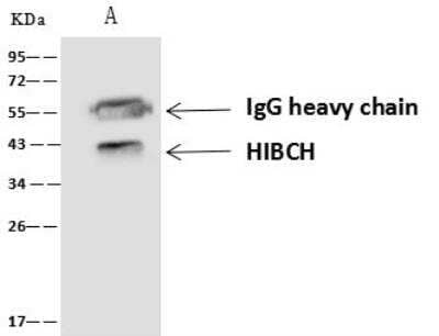 Immunoprecipitation: HIBCH Antibody [NBP3-06399] - Lane A:0.5 mg HepG2 Whole Cell Lysate4 uL anti-HIBCH rabbit polyclonal antibody and 60 ug of Immunomagnetic beads Protein A/G.Primary antibody:Anti-HIBCH rabbit polyclonal antibody,at 1:100 dilution Secondary antibody:Goat Anti-Rabbit IgG (H+L)/HRP at 1/10000 dilutionDeveloped using the ECL technique.Performed under reducing conditions.Predicted band size: 43 kDaObserved band size :43 kDa