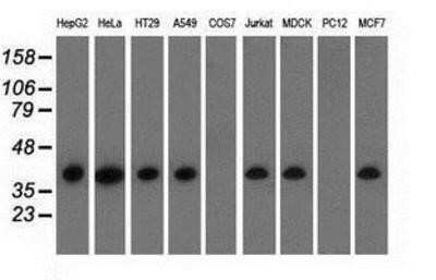 Western Blot: HIBCH Antibody (OTI3H5) - Azide and BSA Free [NBP2-71796] - Analysis of extracts (35ug) from 9 different cell lines by using anti-HIBCH monoclonal antibody.