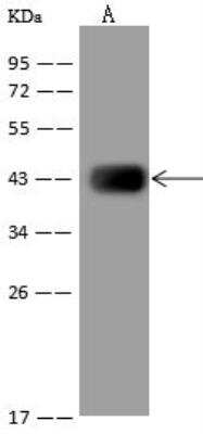 Western Blot: HIBCH Antibody [NBP3-06399] - Lane A: HepG2 Whole Cell LysateLysates/proteins at 30 ug per lane.SecondaryGoat Anti-Rabbit IgG (H+L)/HRP at 1/10000 dilution.Developed using the ECL technique.Performed under reducing conditions.Predicted band size:43 kDaObserved band size:43 kDa