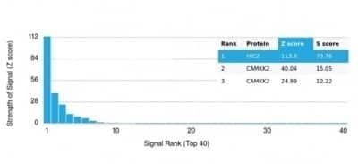 Protein Array: HIC2 Antibody (PCRP-HIC2-1B1) - Azide and BSA Free [NBP3-14231] - Analysis of Protein Array containing more than 19,000 full-length human proteins using HIC2 Antibody (PCRP-HIC2-1B1).
