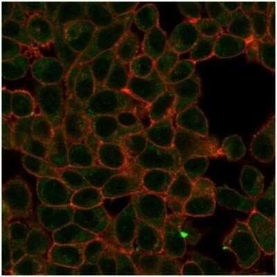 Immunocytochemistry/Immunofluorescence: HIC2 Antibody (PCRP-HIC2-1B1) [NBP3-13890] - Immunofluorescence Analysis of PFA-fixed HeLa cells stained using HIC2 Antibody (PCRP-HIC2-1B1) followed by goat anti-mouse IgG-CF488 (green). CF640A phalloidin (red).