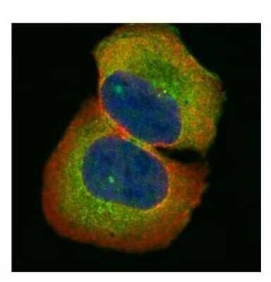 Immunocytochemistry/Immunofluorescence: HIC5 Antibody [NBP2-16828] - Confocal immunofluorescence analysis of paraformaldehyde-fixed U2OS, using HIC5 antibody (Green) at 1:500 dilution. Alpha-tubulin filaments are labeled with Alpha-tubulin antibody (Red) at 1:2000.