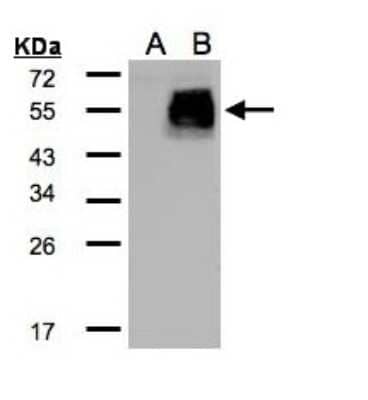 Western Blot: HIC5 Antibody [NBP2-16828] - Expression in transfected 293T cell line by TGFB1I1 polyclonal antibody. A: Non-transfected lysate. B: TGFB1I1 transfected lysate. 12% SDS PAGE gel, diluted at 1:500.