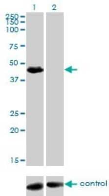 Western Blot: HIC5/TGFB1I1 Antibody (4B2-D8) [H00007041-M01] - Analysis of TGFB1I1 over-expressed 293 cell line, cotransfected with TGFB1I1 Validated Chimera RNAi ( Cat # H00007041-R01V ) (Lane 2) or non-transfected control (Lane 1). Blot probed with TGFB1I1 monoclonal antibody (M01), clone 4B2-D8 (Cat # H00007041-M01 ). GAPDH ( 36.1 kDa ) used as specificity and loading control.