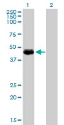 Western Blot: HIC5/TGFB1I1 Antibody (4B2-D8) [H00007041-M01] - Analysis of TGFB1I1 expression in transfected 293T cell line by TGFB1I1 monoclonal antibody (M01), clone 4B2-D8.Lane 1: TGFB1I1 transfected lysate(47.9 KDa).Lane 2: Non-transfected lysate.