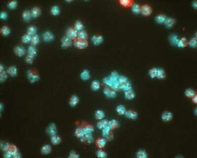 Immunocytochemistry/Immunofluorescence: HIF-1 alpha Antibody (ESEE122) - Azide and BSA Free [NBP2-80762] - Detection of HIF-1 alpha (red dye) in a cell cytospin from a lavage of a murine skin pouch infected with S. aureus, using NB100-131. Blue: DAPI nuclear staining. Image courtesy of Susan Alexander and Hattie Gresham, PhD. Image from the standard format of this antibody.