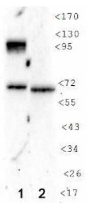 Western Blot: HIF-1 alpha Antibody (H1alpha 67-7) - Azide and BSA Free [NBP2-80761] - HIF-1 alpha in 1: Cos7 CoCl2 treated cells. 2: Untreated cells. Image from the standard format of this antibody.