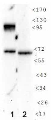 Western Blot: HIF-1 alpha Antibody (H1alpha 67-7) [NB100-130] - HIF-1 alpha in 1: Cos7 CoCl2 treated cells. 2: Untreated cells.