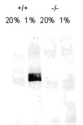Western Blot: HIF-1 alpha Antibody (H1alpha67) [Biotin] [NB100-123B] - On day 1, MEF cells (+/+,-/-), were grown on 15cm dish (2x10 to the 6th cells). On day 2, cells were exposed to hypoxia for 4hrs. Cells were washed with ice cold PBS twice and whole cell protein was extracted with RIPA buffer fortified with protease. Upon quantification, 100ug of protein was fractionated on 7% polyacralymide gel. Gel was transferred overnight onto nitrocellulose membrane. The membrane was probed with HIF-1 alpha monoclonal antibody at a 1:500 dilution (NB100-123). The secondary antibody was conjugated with HRP and was used at a 1:2500 dilution. Photo courtesy of Dr. Gregg Semenza, Johns Hopkins University.