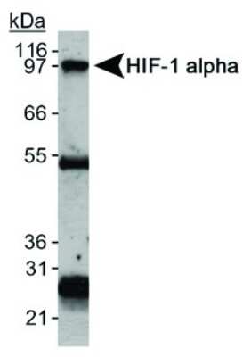 Immunoprecipitation: HIF-1 alpha Antibody (H1alpha67) [HiLyte Fluor 488] [NB100-123L] - Immunoprecipitation of HIF-1alpha using NB100-123. Heavy and light chains are also detected.
