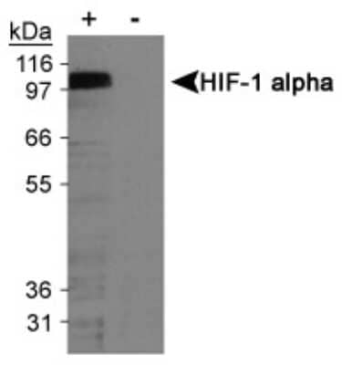 Western Blot: HIF-1 alpha Antibody (H1alpha67) [HiLyte Fluor 488] [NB100-123L] - Detection of HIF-1 alpha in cobalt chloride treated/untreated COS-7 nuclear extracts.