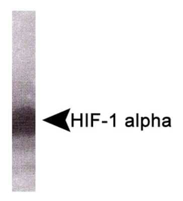 Western Blot: HIF-1 alpha Antibody (HA111) - Azide and BSA Free [NBP2-80763] - Detection of HIF-1 alpha (125-130 kDa) from human placental villous explant total protein. Image from the standard format of this antibody.