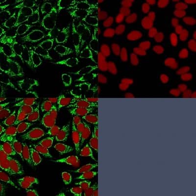 Immunocytochemistry/Immunofluorescence: HIF-1 alpha Antibody (HIF1A-84) [NBP2-34248] - Immunofluorescence Analysis of MeOH-fixed HeLa cells labeled with HIF-1 alpha Mouse Monoclonal Antibody (HIF1A/84) followed bygoat anti-mouse IgG-CF488 (Green). The nuclear counterstain is Reddot (Red).