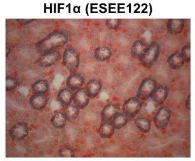 Immunohistochemistry: HIF-1 alpha Antibody Pack [NB100-901IHC] - Analysis of a FFPE mouse kidney tissue section using HIF-1 alpha antibody clone ESEE122 at 1ug/mL concentration. The detection was performed using X-cell plus universal HRP polymer detection system with Vector SG chromagen substrate. Image courtesy of a product review by Steven Grover. HIF-1 alpha Antibody (ESEE122) [NB100-131]