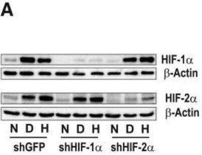 Knockdown Validated: HIF-1 alpha Antibody Pack [NB100-901IHC] - Morphological alterations induced by DMOG are HIF-1alpha dependent. glEND.2 cells were stably transfected with shGFP, shHIF-1 alpha or shHIF-2 alpha. The clones were cultured under normoxic (N) or hypoxic (H, 1% O2) conditions, or treated with DMOG for 6 h. 30 ug protein of cellular protein were loaded for the detection of HIF-1 alpha, and nuclear extracts (20 ug protein) were used for the detection of HIF-2 alpha. Image collected and cropped by CiteAb from the following publication (//biosignaling.biomedcentral.com/articles/10.1186/1478-811X-11-80) licensed under a CC-BY license. HIF-1 alpha Antibody [NB100-449]