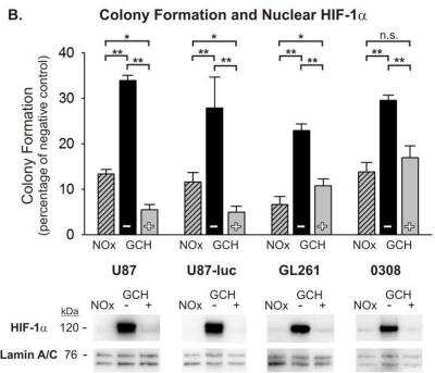 Western Blot: HIF-1 alpha Antibody Pack [NB100-901IHC] - Normoxic pre-treatment sensitizes glioma cells to radiation after graded chronic hypoxic (GCH) exposure. The results of anchorage-independent colony forming assays are shown for U87, U87-luc, GL261 glioma cells and 0308 GSCs after 5 Gy radiation exposure under varying O2 conditions. Each result represents at least 3 independent samples, plated in triplicate. Holm-Sidak comparisons for multiple groups were used for statistical comparisons of raw values (*p<0.05, **p<0.01). Also shown are Western blots of nuclear HIF-1 alpha at the time of irradiation. Corresponding Western blots of lamin A/C are shown as a loading control. Image collected and cropped by CiteAb from the following publication (//dx.plos.org/10.1371/journal.pone.0111199) licensed under a CC-BY license. HIF-1 alpha Antibody [NB100-479]