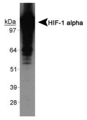 Western Blot: HIF-1 alpha Antibody - Exon 12 [NBP1-47180] - Human recombinant HIF-1 alpha protein.