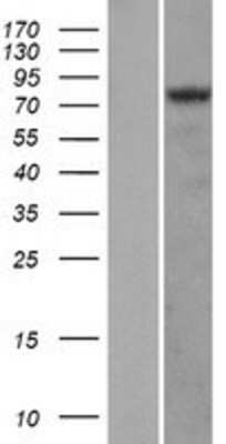 Western Blot: HIF-1 alpha Overexpression Lysate (Adult Normal) [NBP2-04440] Left-Empty vector transfected control cell lysate (HEK293 cell lysate); Right -Over-expression Lysate for HIF-1 alpha.