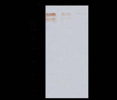 Western Blot: HIF-1 alpha [p Ser311, Hydroxy Thr299] Antibody (H1) [Alexa Fluor® 488] - (Asp175), (CoCl2 Treated) - Pre-adsorbed [NB100-105L] - test