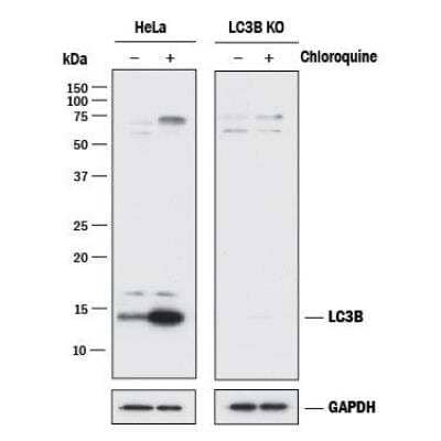 Western Blot: HIF-1 alpha [p Ser311, Hydroxy Thr299] Antibody (H1) [Alexa Fluor® 488] - (Asp175) (CoCl2 Treated) - Pre-adsorbed [NB100-105L] - Western Blot 