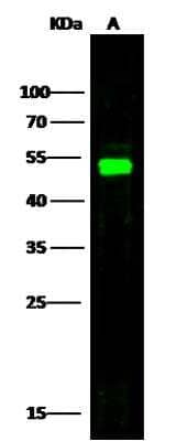 Western Blot: HIF-1 alpha [p Ser311, Hydroxy Thr299] Antibody (H1H1) [Alexa Fluor® 488] - (Asp175), (CoCl2 Treated) - Pre-adsorbed [NB100-105L] - Test
