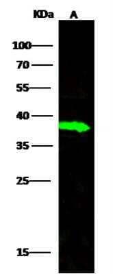 Western Blot: HIF-1 alpha [p Ser311, Hydroxy Thr299] Antibody (H1H1) [Alexa Fluor® 488] - (Asp175), (CoCl2 Treated) - Pre-adsorbed [NB100-105L] - Test