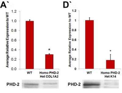 Knockdown Validated: HIF Prolyl Hydroxylases Antibody Pack [NB100-903PHD] - In vitro analysis of PHD-2 knockout and protein quantification. Western blot data for PHD-2 knockout in fibroblasts of heterozygous Col1 alpha2-Cre-ER/homozygous floxed PHD-2 mice compared to wild type mice (*p<0.05). D') Western blot data for PHD-2 knockout in keratinocytes of heterozygous K14-Cre/homozygous floxed PHD-2 mice compared to wild type mice (*p<0.05). Image collected and cropped by CiteAb from the following publication (//doi.org/10.1371/journal.pone.0093373), licensed under a CC-BY license. EGLN1/PHD2 Antibody [NB100-2219] 