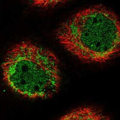 Immunocytochemistry/ Immunofluorescence HIGD1A Antibody - BSA Free