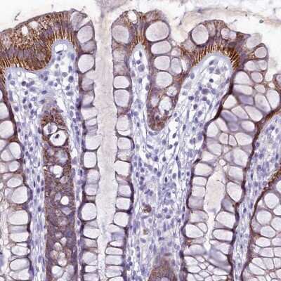 Immunohistochemistry-Paraffin: HIGD1A Antibody [NBP1-84153] - Staining of human rectum shows strong cytoplasmic positivity in glandular cells.