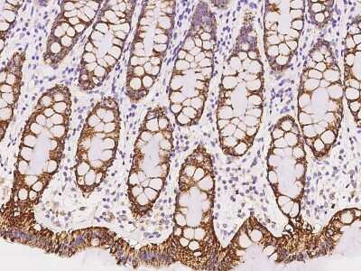 Immunohistochemistry-Paraffin: HIGD1A Antibody [NBP2-97800] - Immunochemical staining of human HIGD1A in human rectum with rabbit polyclonal antibody at 1:500 dilution, formalin-fixed paraffin embedded sections.