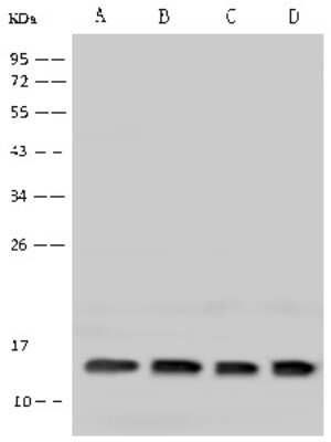 Western Blot: HIGD1A Antibody [NBP2-97800] - Anti-HIGD1A rabbit polyclonal antibody at 1:500 dilution. Lane A: A431 Whole Cell Lysate Lane B: HeLa Whole Cell Lysate Lane C: HepG2 Whole Cell Lysate Lane D: 293 Whole Cell Lysate Lysates/proteins at 30 ug per lane. Secondary Goat Anti-Rabbit IgG (H+L)/HRP at 1/10000 dilution. Developed using the ECL technique. Performed under reducing conditions. Predicted band size: 12 kDa. Observed band size: 15 kDa