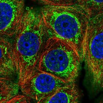 Immunocytochemistry/Immunofluorescence: HIGD2A Antibody [NBP2-14092] - Immunofluorescent staining of human cell line MCF7 shows localization to cytosol & mitochondria.