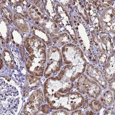 Immunohistochemistry-Paraffin: HIGD2A Antibody [NBP2-14092] - Staining of human kidney shows strong granular cytoplasmic positivity in cells in tubules.