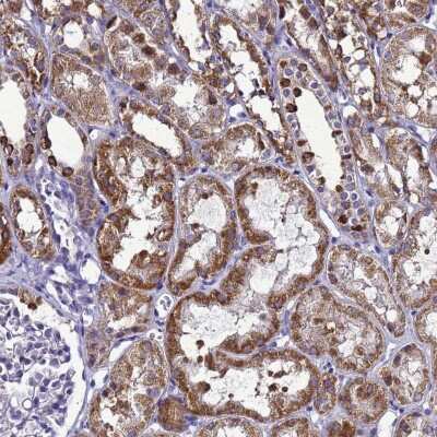 Immunohistochemistry-Paraffin: HIGD2A Antibody [NBP2-14092] - Staining of human kidney shows strong granular cytoplasmic positivity in cells in tubules.