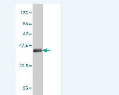 Western Blot: HINT2 Antibody (4E11) [H00084681-M06] -  Detection against Immunogen (37.18 KDa) .