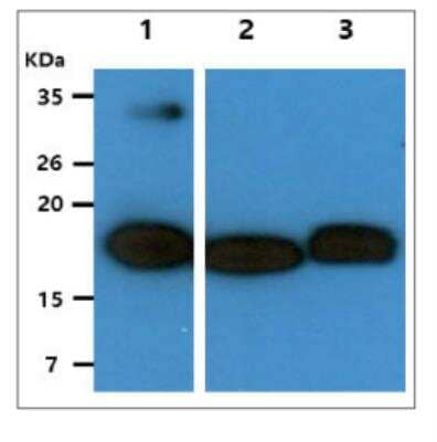 Western Blot: HINT2 Antibody (AT5B10) [NBP2-59387] - The recombinant human HINT2 (50ng) and Celllysates (40ug) were resolved by SDS-PAGE,transferred to PVDF membrane and probed withanti-human HINT2 antibody (1:1000). Proteins werevisualized using a goat anti-mouse secondary antibodyconjugated to HRP and an ECL detection system.Lane 1. : HINT2 Recombinant protein Lane 2. :HepG2 cell lysate Lane 3. : U87MG cell lysate