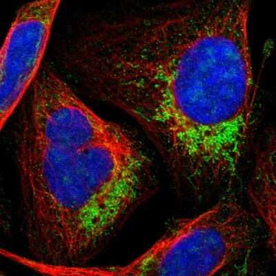 Immunocytochemistry/Immunofluorescence: HINT2 Antibody [NBP1-86024] - Staining of human cell line U-2 OS shows localization to mitochondria.  Antibody staining is shown in green.