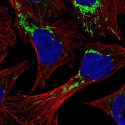 Immunocytochemistry/Immunofluorescence: HINT2 Antibody [NBP2-56156] - Staining of human cell line U-2 OS shows localization to mitochondria.
