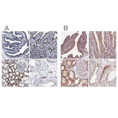 <b>Independent Antibodies Validation. </b>Immunohistochemistry-Paraffin: HINT2 Antibody [NBP1-86024] - Staining of human fallopian tube, gastrointestinal, kidney and testis using Anti-HINT2 antibody NBP1-86024 (A) shows similar protein distribution across tissues to independent antibody NBP2-56156 (B).