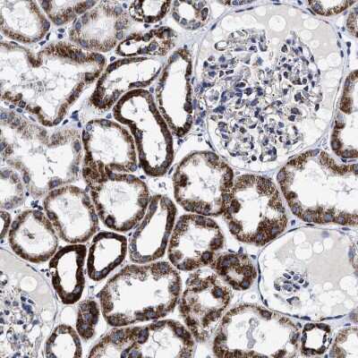 Immunohistochemistry-Paraffin: HINT2 Antibody [NBP1-86024] - Staining of human kidney shows strong granular cytoplasmic positivity  in cells in tubules.