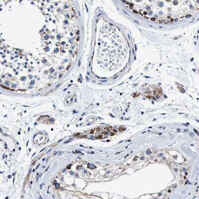 Immunohistochemistry-Paraffin: HINT2 Antibody [NBP1-86024] - Staining of human testis shows strong granular cytoplasmic positivity in Leydig cells.