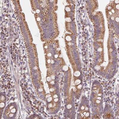 Immunohistochemistry-Paraffin: HINT2 Antibody [NBP2-56156] - Staining of human duodenum shows strong granular cytoplasmic positivity in glandular cells.