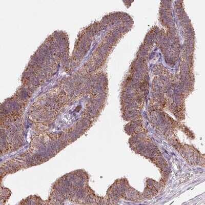 Immunohistochemistry-Paraffin: HINT2 Antibody [NBP2-56156] - Staining of human fallopian tube shows moderate granular cytoplasmic positivity in glandular cells.