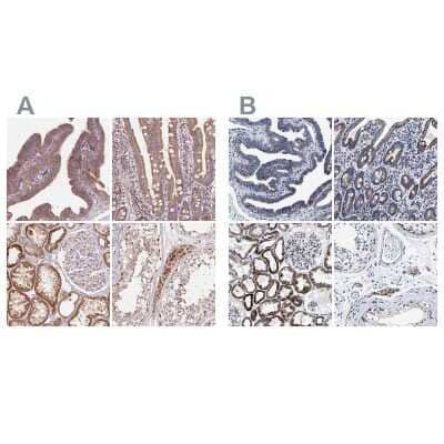 <b>Independent Antibodies Validation. </b>Immunohistochemistry-Paraffin: HINT2 Antibody [NBP2-56156] - Staining of human fallopian tube, gastrointestinal, kidney and testis using Anti-HINT2 antibody NBP2-56156 (A) shows similar protein distribution across tissues to independent antibody NBP1-86024 (B).