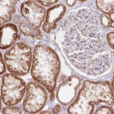 Immunohistochemistry-Paraffin: HINT2 Antibody [NBP2-56156] - Staining of human kidney shows strong granular cytoplasmic positivity  in cells in tubules.