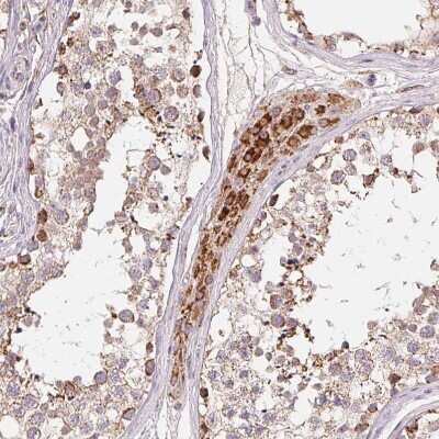 Immunohistochemistry-Paraffin: HINT2 Antibody [NBP2-56156] - Staining of human testis shows strong granular cytoplasmic positivity in Leydig cells.