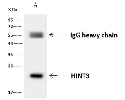Immunoprecipitation: HINT3 Antibody [NBP2-97827] - HINT3 was immunoprecipitated using: Lane A: 0.5 mg U-251 MG Whole Cell Lysate 4 ul anti-HINT3 rabbit polyclonal antibody and 60 ug of Immunomagnetic beads Protein A/G.  Primary antibody: Anti-HINT3 rabbit polyclonal antibody, at 1:100 dilution. Secondary antibody: Goat Anti-Rabbit IgG (H+L)/HRP at 1/10000 dilution. Developed using the ECL technique. Performed under reducing conditions. Predicted band size: 20 kDa. Observed band size: 20 kDa